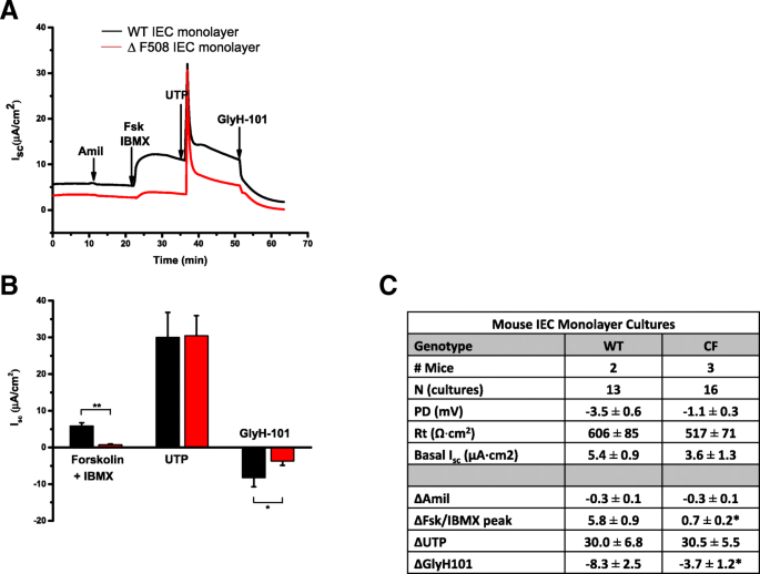 图4 WT与CFTR∆F508 IEC monolayers的Ussing小室电生理检测结果
