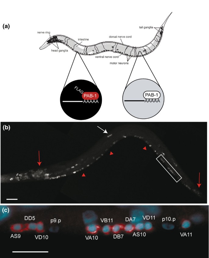 mRNA-tagging方法原理与验证图