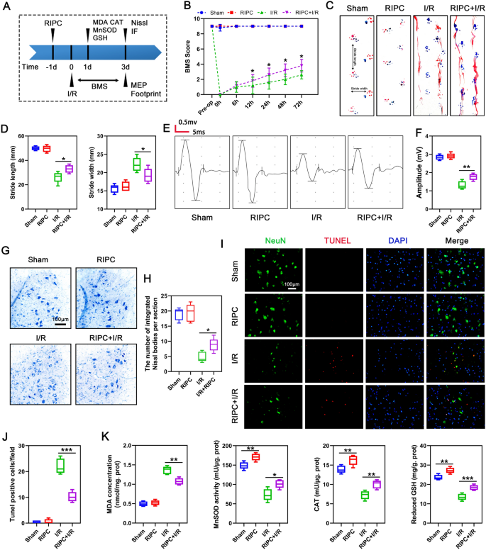 【文献解析】远程缺血预处理通过激活NMDAR/AMPK/PGC-1α/SIRT3信号通路保护小鼠脊髓缺血再灌注损伤