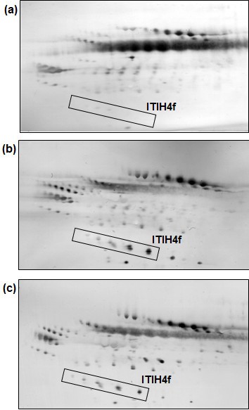 双向电泳与凝集素印迹结果