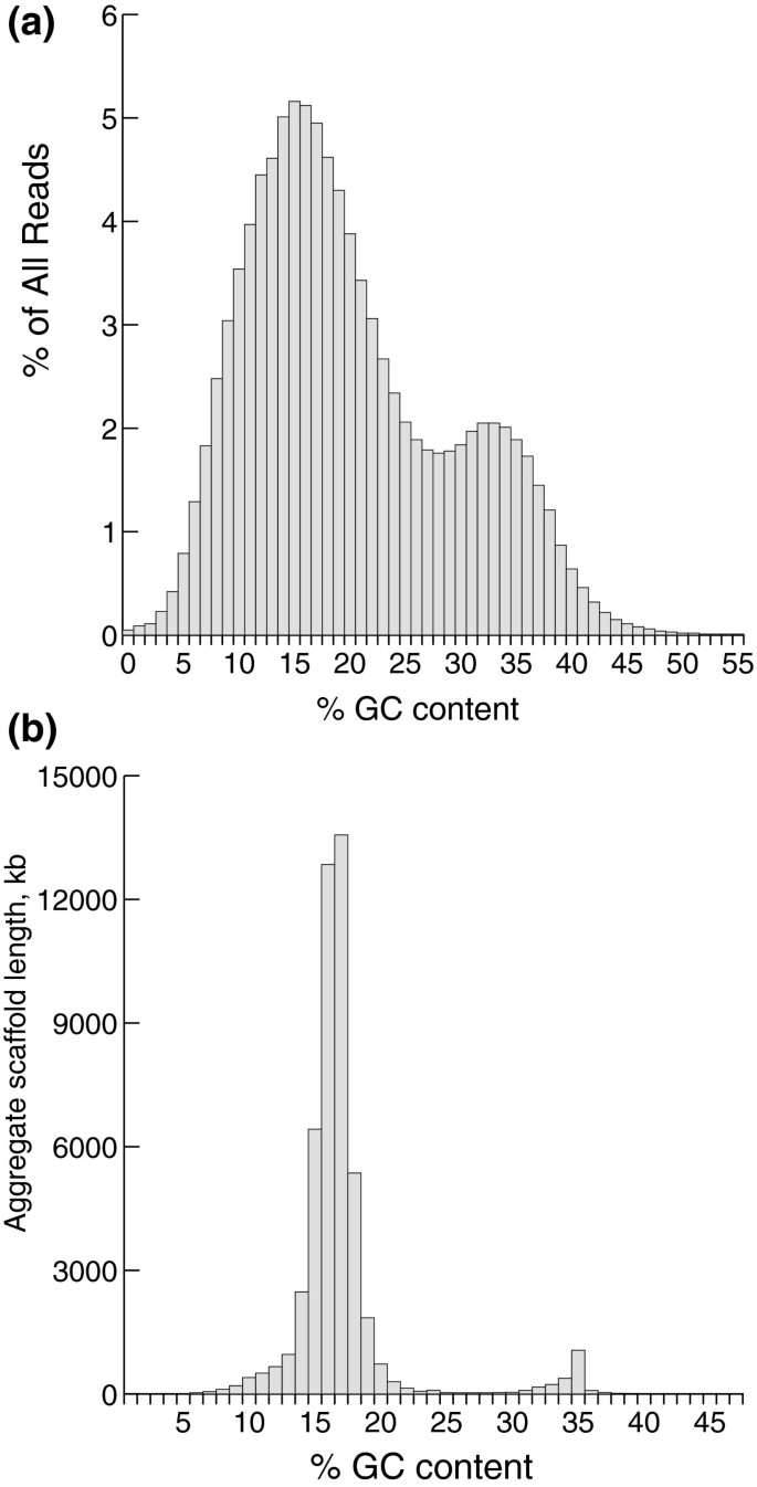测序reads与组装scaffolds的GC含量分布：显示小瓜虫与共生菌基因组的清晰分离