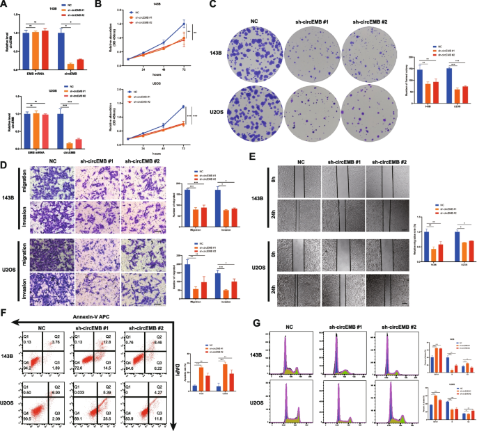 circEMB对骨肉瘤细胞体外恶性表型的调控