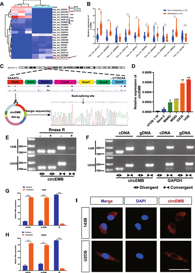 circEMB的鉴定与特征分析
