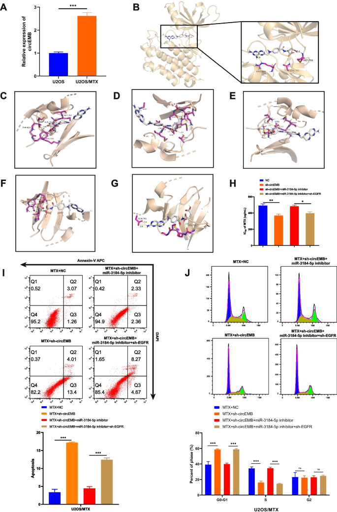 circEMB/miR-3184-5p/EGFR轴调控甲氨蝶呤耐药