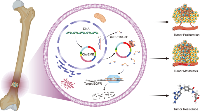 circEMB/miR-3184-5p/EGFR轴调控骨肉瘤进展及耐药的机制示意图