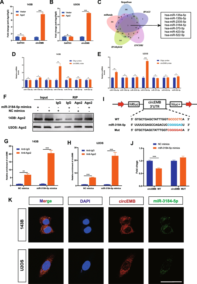 circEMB与miR-3184-5p的结合验证