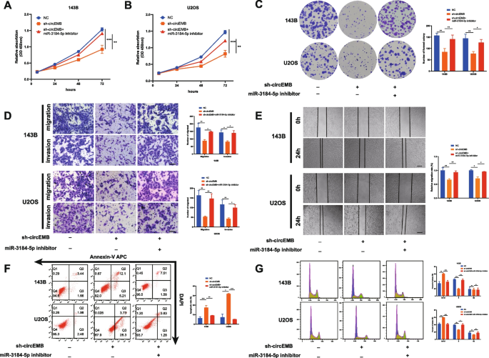 circEMB通过miR-3184-5p调控骨肉瘤细胞恶性表型