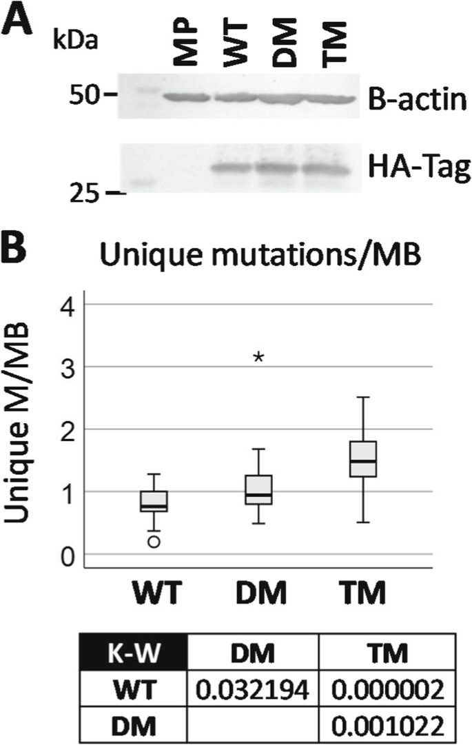 Fig5: PGRMC1磷酸化状态影响DNA突变率