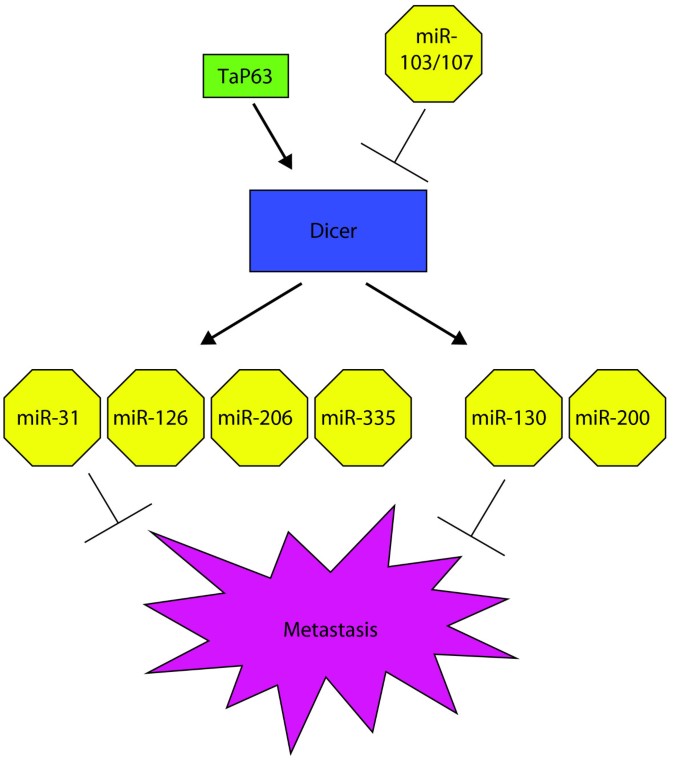图1 调控Dicer的转移相关信号通路示意图