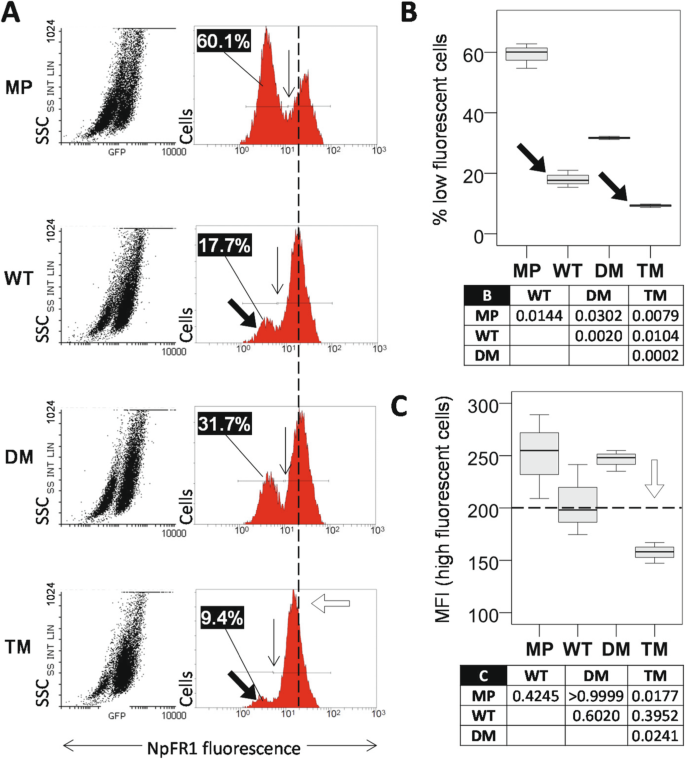 Fig3: NpFR1揭示胞质氧化还原状态差异