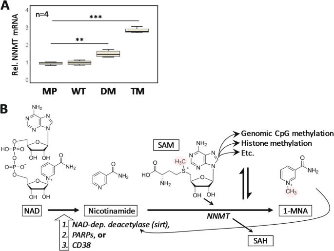 Fig6: PGRMC1磷酸化状态调控NNMT代谢通路