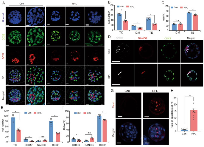 Fig3 mTOR抑制对囊胚细胞命运的影响