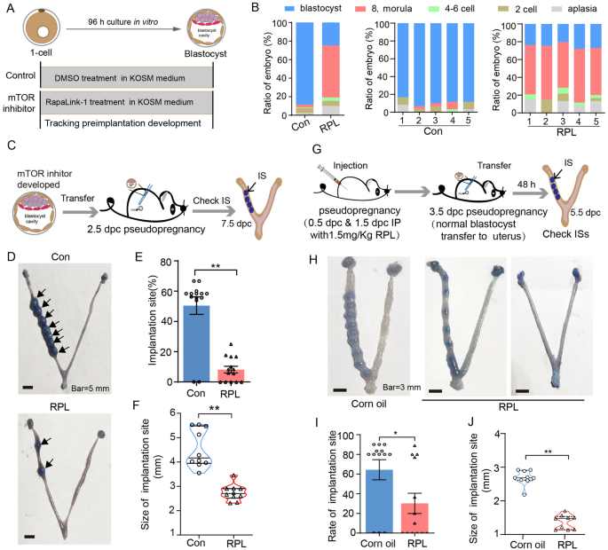 Fig2 体外mTOR抑制对胚胎发育的影响