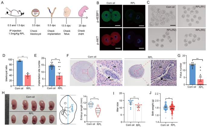 Fig1 体内mTOR抑制对胚胎发育的影响
