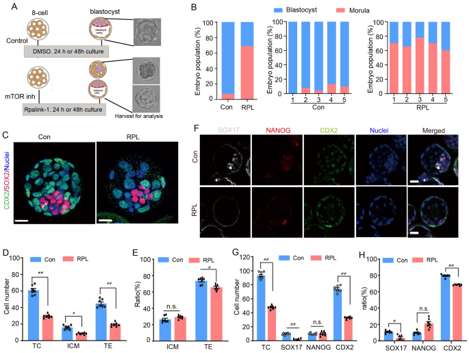 Fig4 mTOR抑制对8-细胞到囊胚转化及滋养外胚层分化的影响