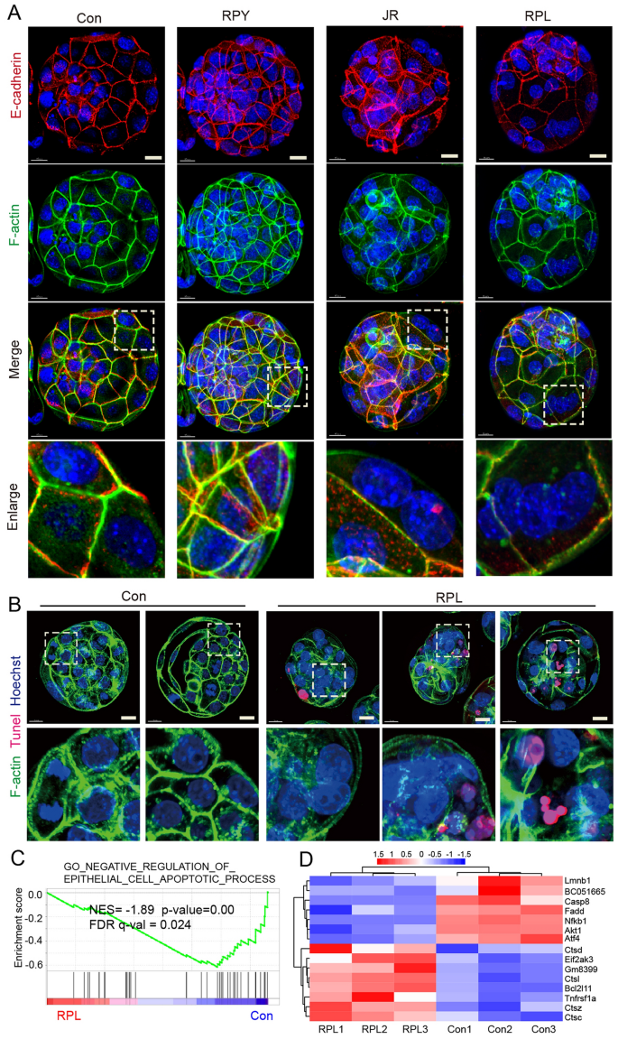 Fig7 mTOR抑制对细胞骨架与细胞凋亡的影响