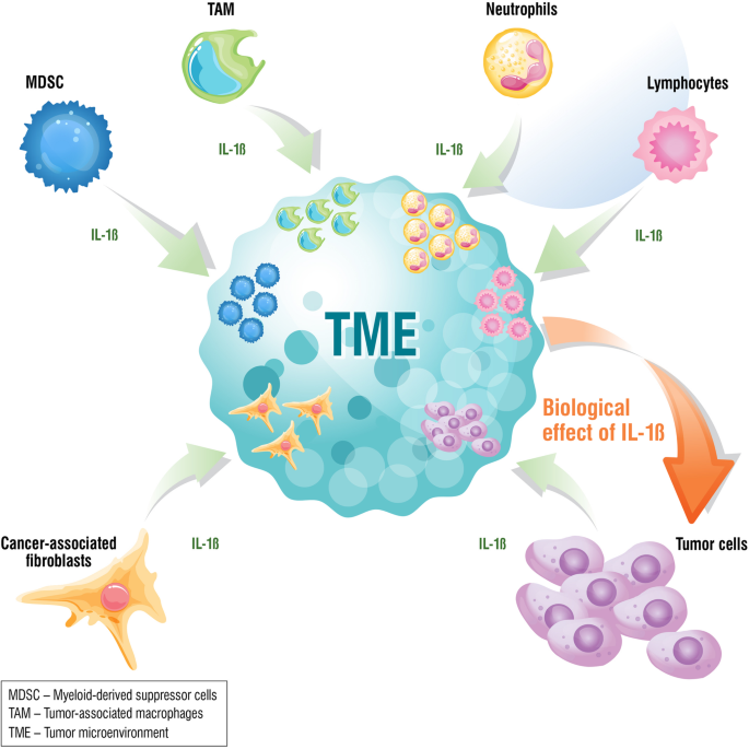 IL-1β在肿瘤微环境中的作用