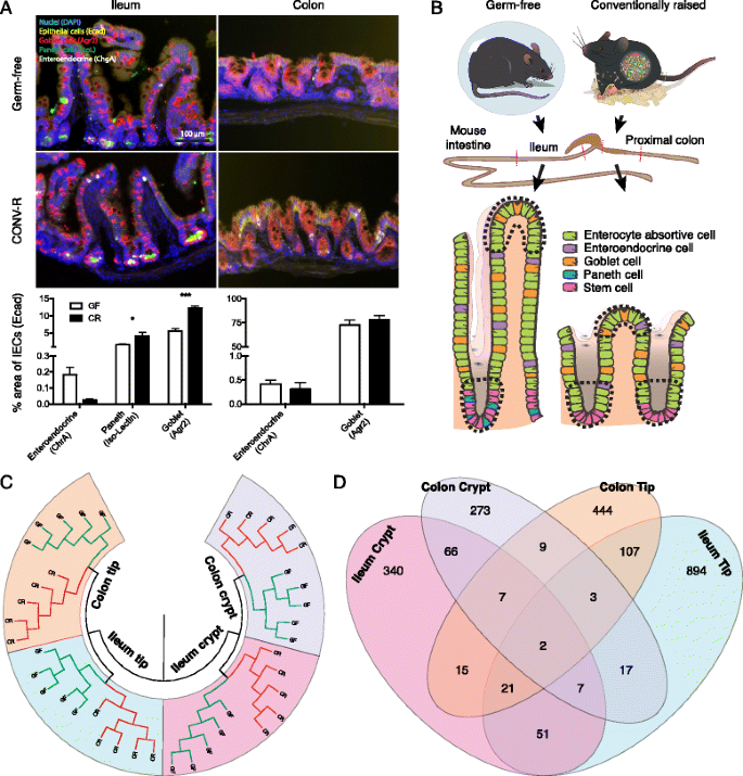 【文献解析】肠道微生物对宿主上皮转录组的位点特异性调控