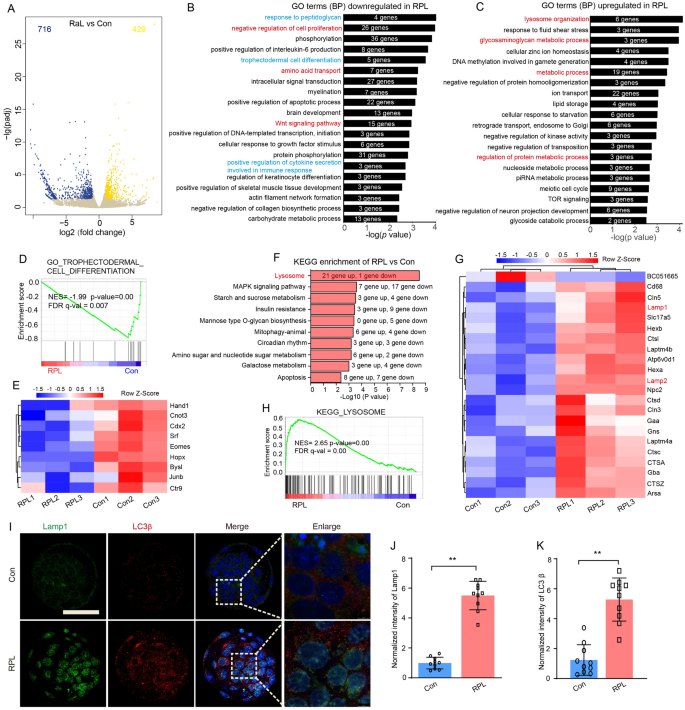 Fig5 转录组分析显示滋养外胚层分化与溶酶体通路的变化