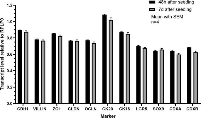 图5 cIECs上皮标记物转录水平检测