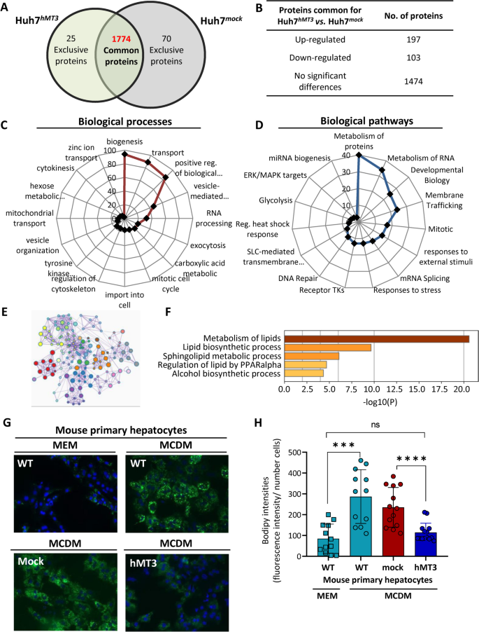 图6 hMT3过表达诱导的肝癌细胞蛋白质组变化及脂质代谢调控