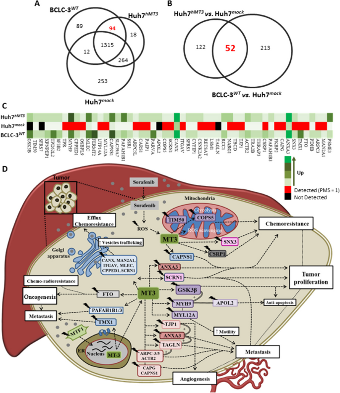 图7 Huh7hMT3与BCLC-3WT细胞的蛋白质组对比分析