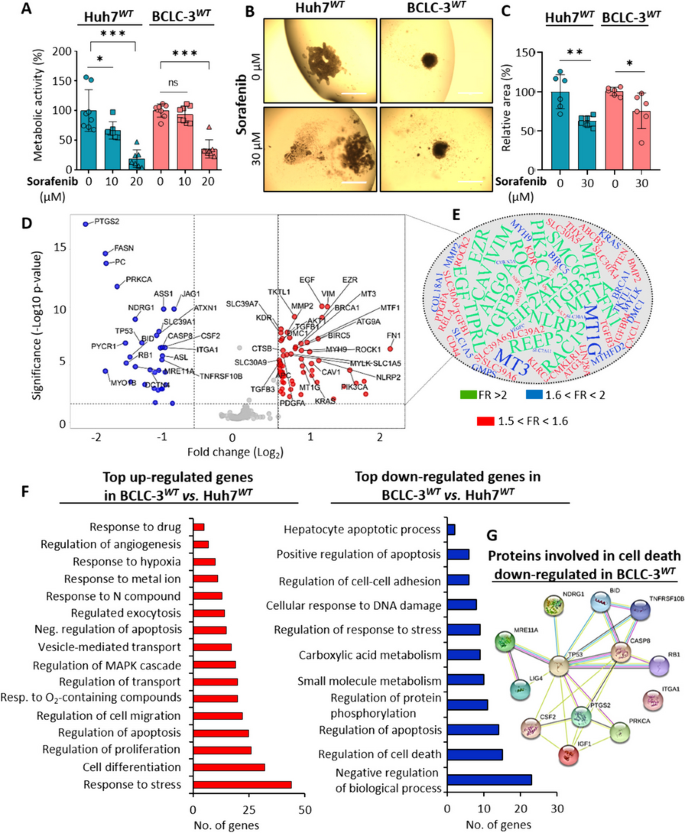 图1 肝癌细胞系索拉非尼敏感性及转录组差异分析