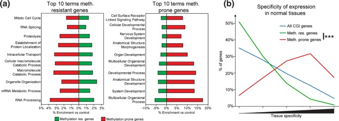 图2 高甲基化易感与抵抗基因的功能及组织特异性分析