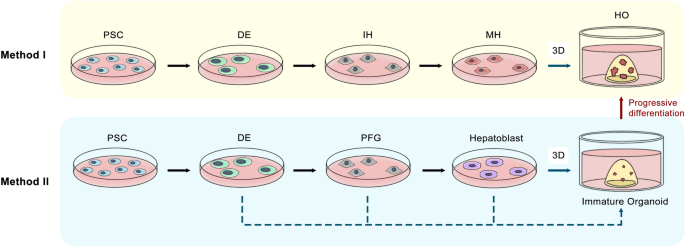 PSC来源肝类器官的主流构建方法