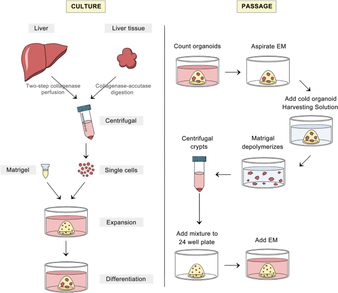 肝组织来源肝类器官的培养与传代流程