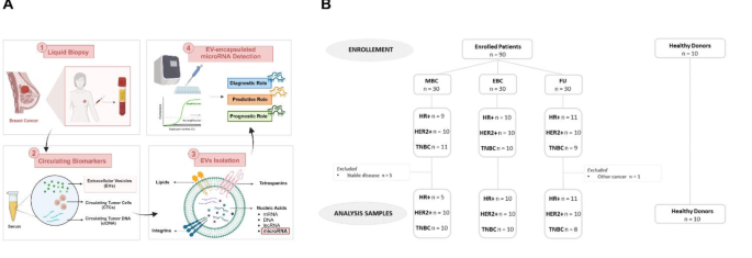 【文献解析】胞外囊泡来源的miR-21作为乳腺癌亚型早期诊断和肿瘤活性的生物标志物
