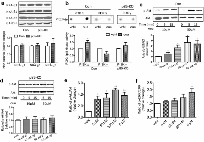 图2 哇巴因对原代心肌细胞PI3K信号通路的影响