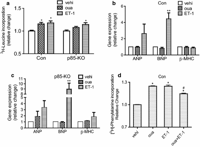 图3 哇巴因对心肌细胞肥厚及肥厚标志物表达的影响