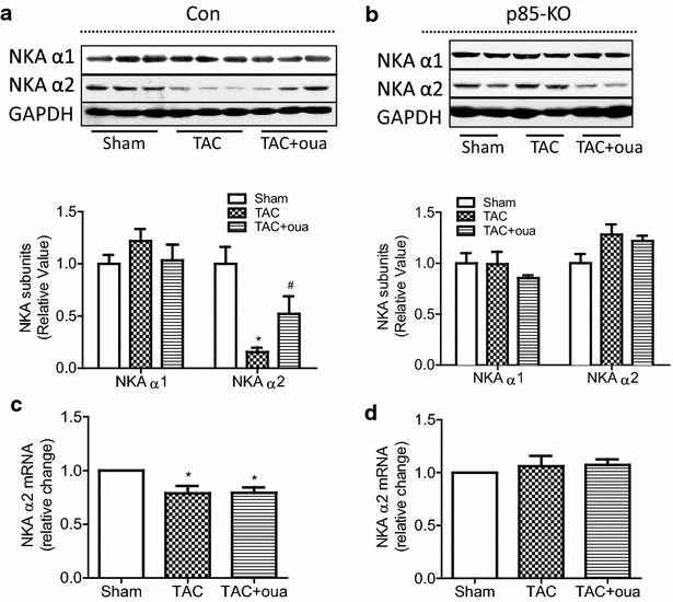 图8 哇巴因对TAC小鼠钠钾ATP酶亚型表达的影响