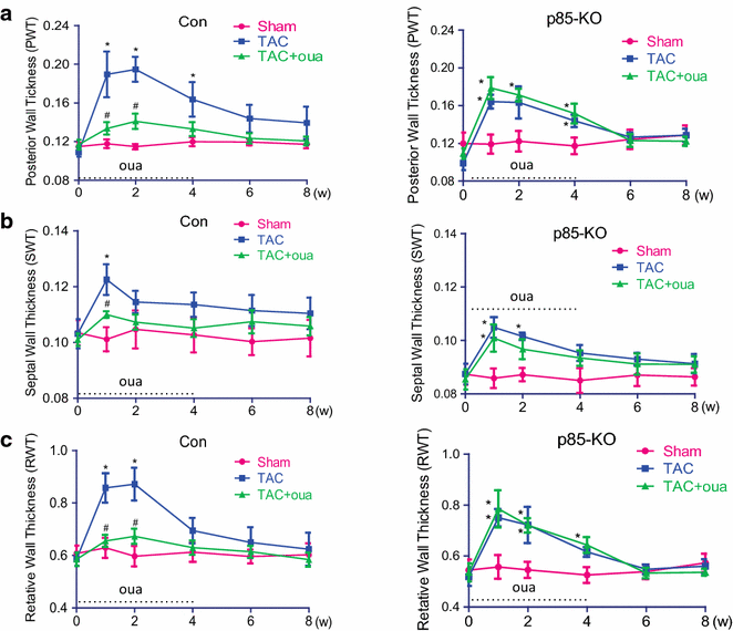 图4 哇巴因对TAC小鼠室壁厚度的影响