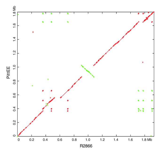 图11 PittEE与R2866全基因组比对可视化