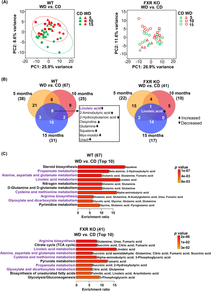饮食对WT和FXR KO小鼠肝脏代谢组的影响