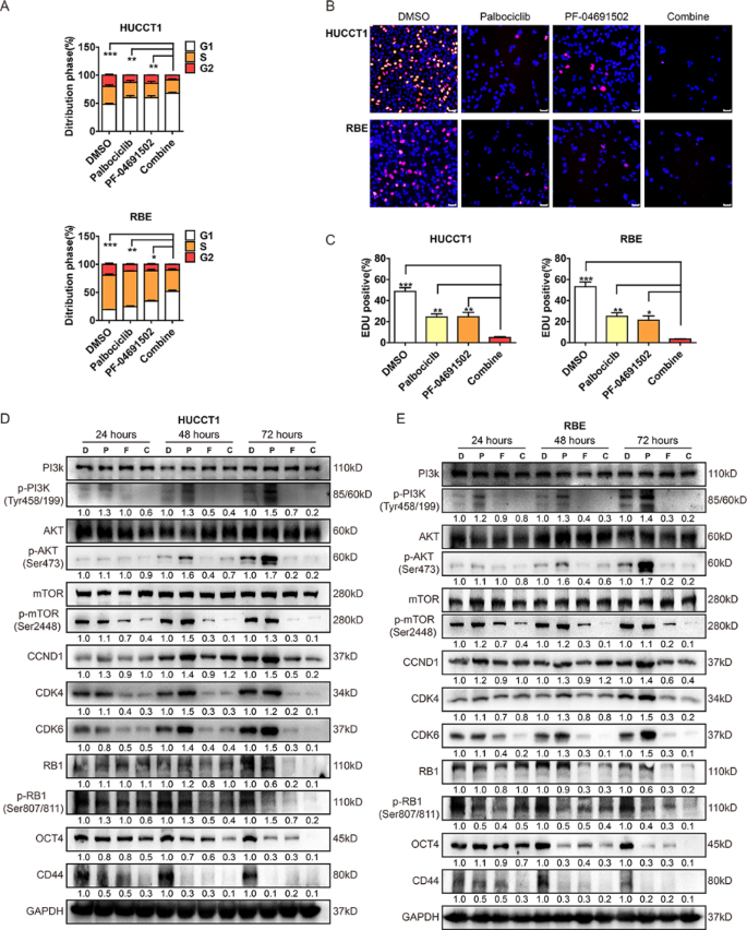 Fig.5 联合治疗对细胞周期及通路的影响