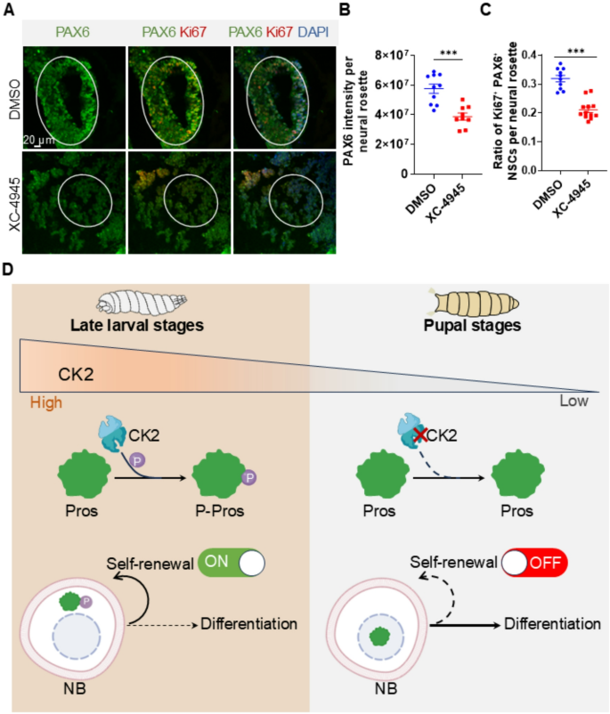 图7 抑制酪蛋白激酶2活性降低人脑类器官中神经干细胞的自我更新能力