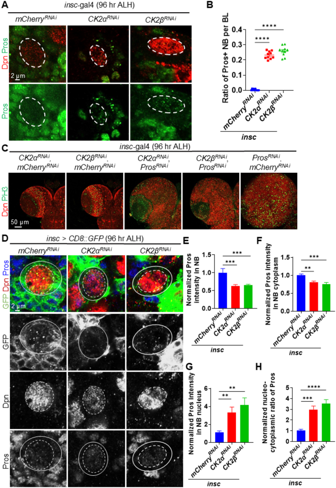图5 酪蛋白激酶2敲低导致普罗斯佩罗蛋白在成神经细胞核中积累