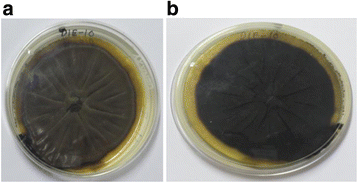 【文献解析】Cladosporol A通过ROS介导的自噬流触发乳腺癌细胞凋亡敏感性