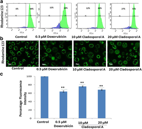 图8 Cladosporol A对MCF-7细胞线粒体膜电位的影响