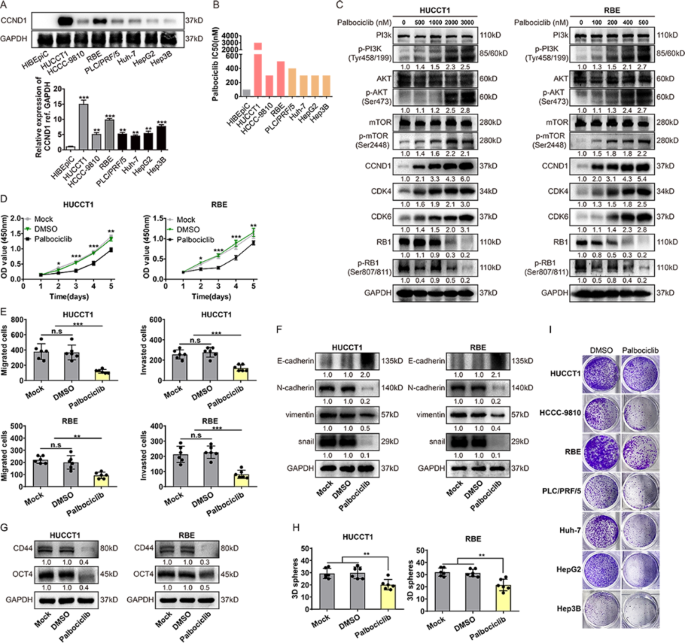 Fig.3 CDK4/6抑制剂单药治疗的效果及耐药机制