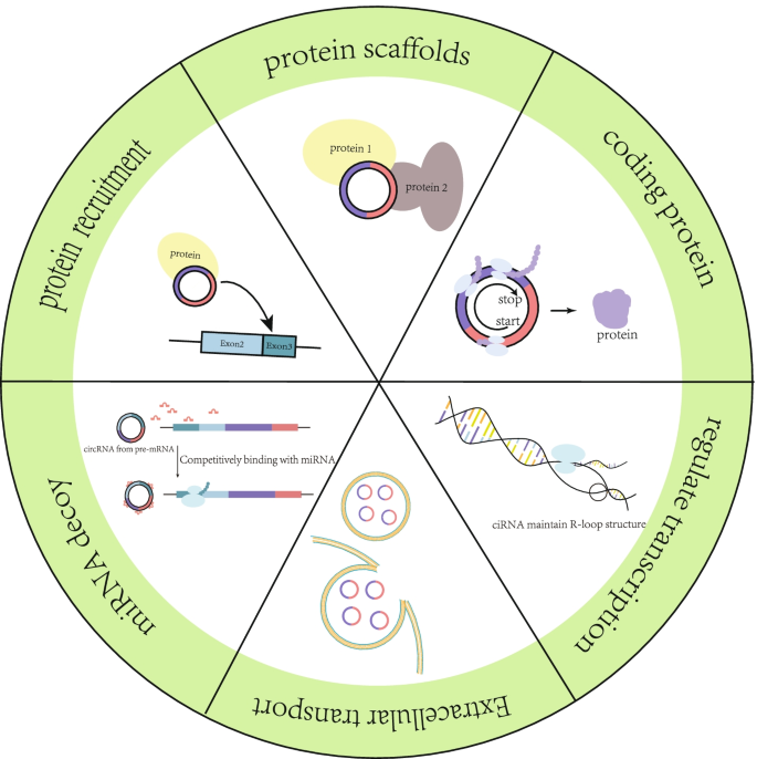 图3 环状RNA的生物学功能