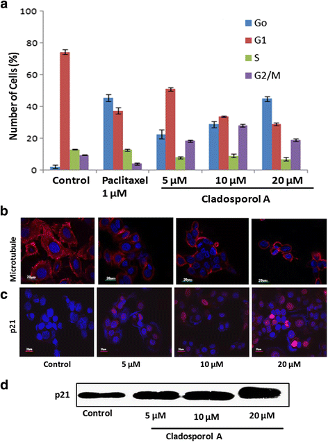 图5 Cladosporol A对MCF-7细胞周期、微管及p21表达的影响