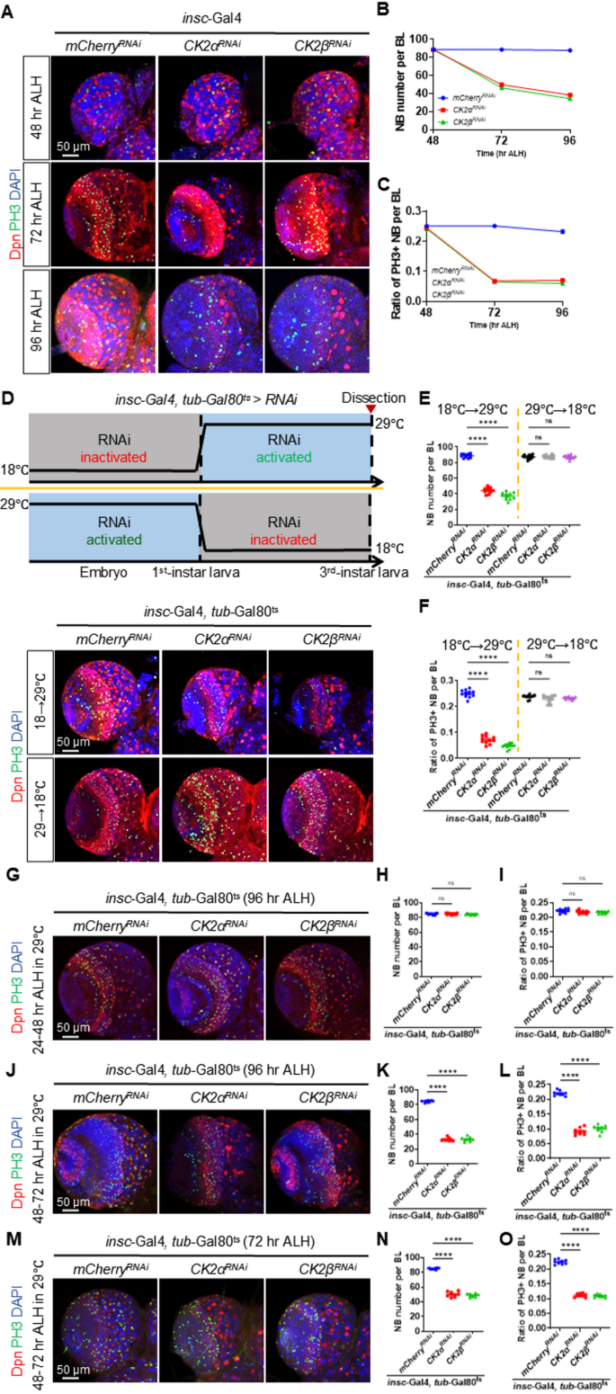 图2 酪蛋白激酶2仅在幼虫晚期发挥成神经细胞维持功能