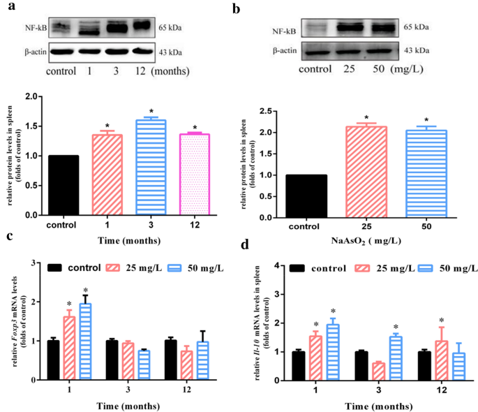 慢性砷暴露诱导脾脏NF-κB激活及调节性T细胞特征