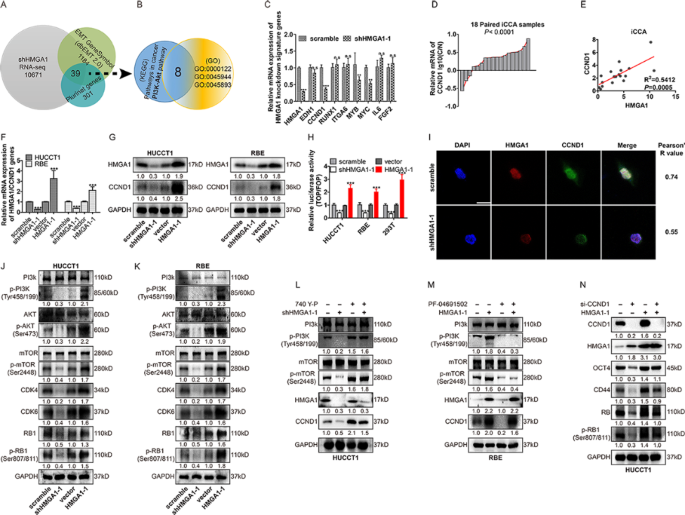 Fig.2 HMGA1调控CCND1的分子机制解析