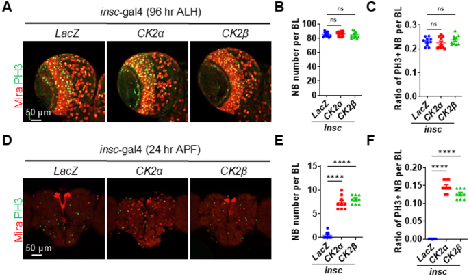 图4 蛹期过表达酪蛋白激酶2可延长成神经细胞的维持时间