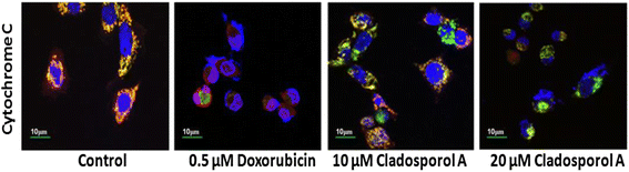 图9 Cladosporol A诱导MCF-7细胞细胞色素c释放